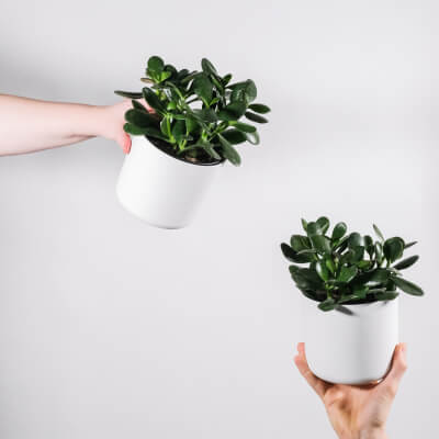 Plants Store Categories Img 1